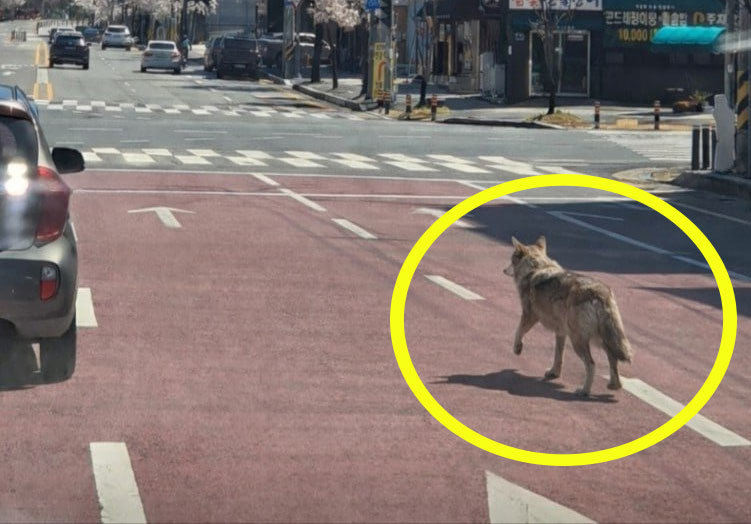 대전오월드 늑대 탈출 사건